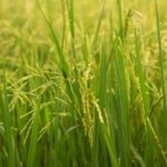 全球糧價亮紅燈：小麥、米等恐持續上漲